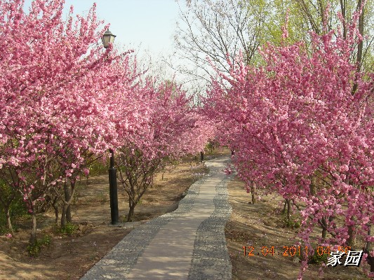 BigBull_天通苑公园花卉 027.jpg