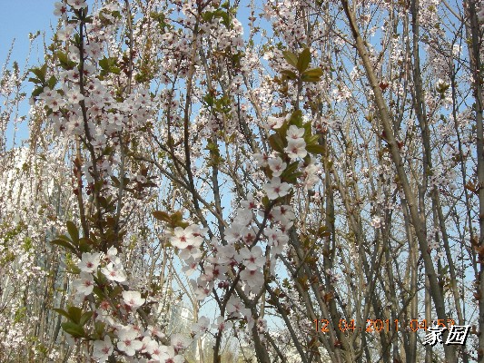 BigBull_天通苑公园花卉 028.jpg