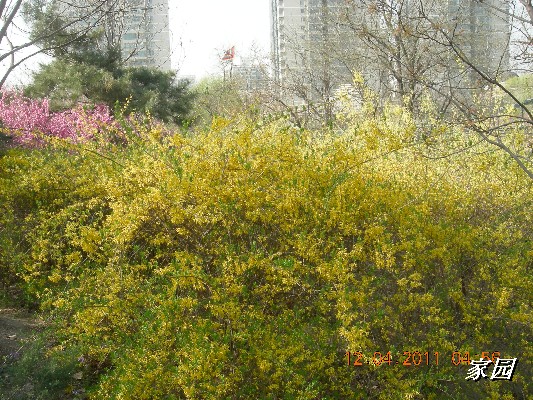 BigBull_天通苑公园花卉 029.jpg