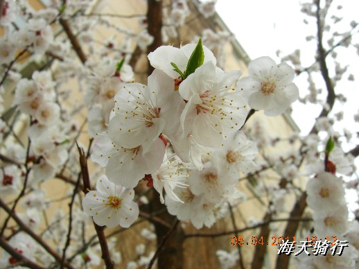 BigBull_110403  张家口 112.jpg