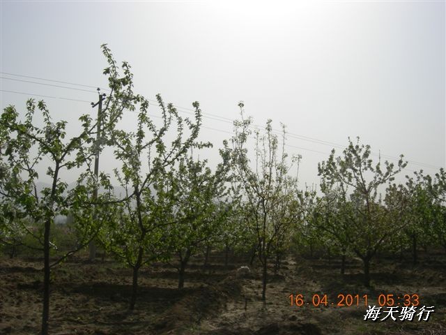 BigBull_110416 果树园牛肚宴 018.jpg