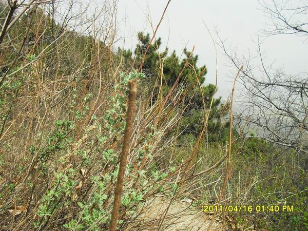 调整大小 SDC15004.JPG