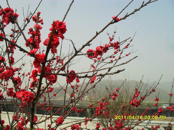 调整大小 SDC15034.JPG