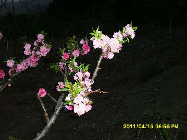 调整大小 SDC15070.JPG