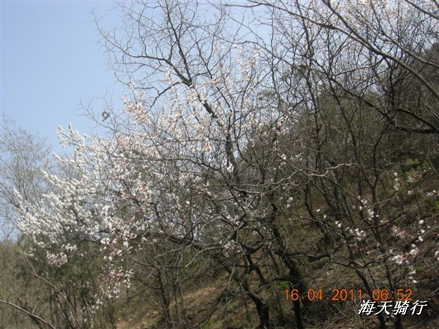 BigBull_110416 果树园牛肚宴 046.jpg