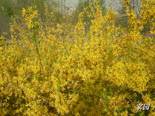 BigBull_天通苑公园花卉 031.jpg