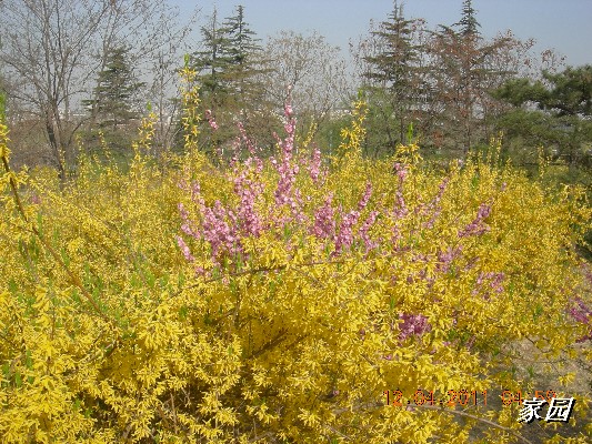 BigBull_天通苑公园花卉 033.jpg