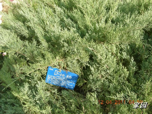 BigBull_天通苑公园花卉 034.jpg