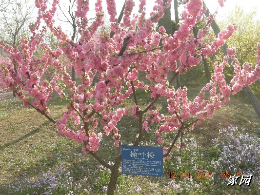 BigBull_天通苑公园花卉 035.jpg