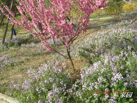 BigBull_天通苑公园花卉 036.jpg