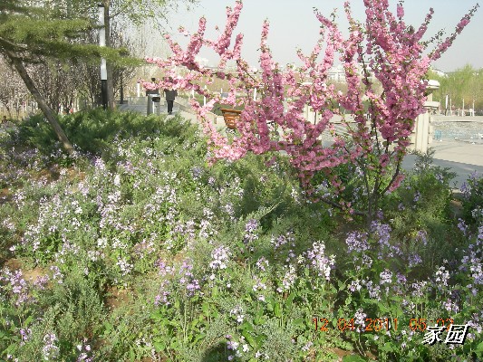 BigBull_天通苑公园花卉 037.jpg