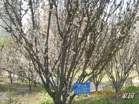 BigBull_天通苑公园花卉 038.jpg