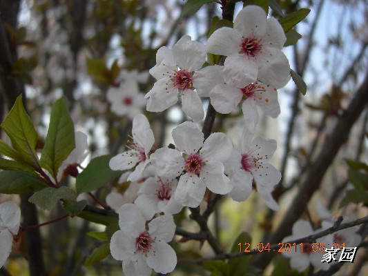 BigBull_天通苑公园花卉 039.jpg