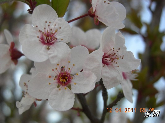 BigBull_天通苑公园花卉 041.jpg