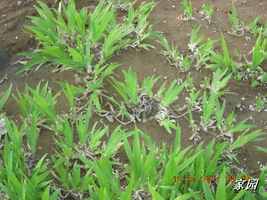 BigBull_天通苑公园花卉 042.jpg