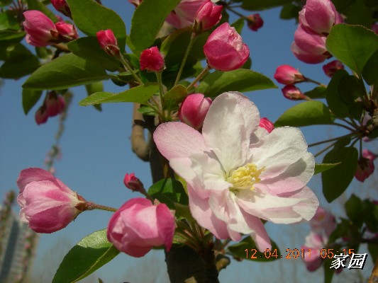 BigBull_天通苑公园花卉 061.jpg