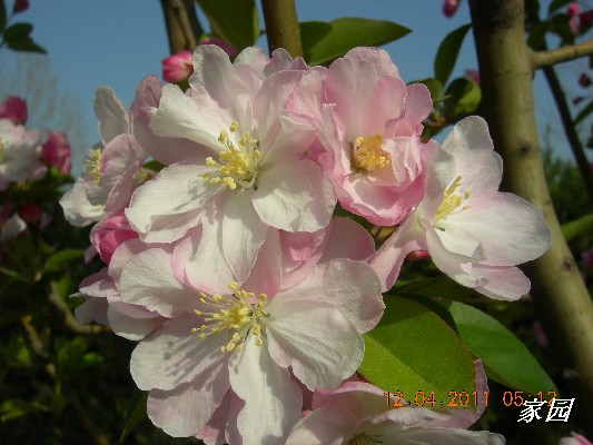 BigBull_天通苑公园花卉 050.jpg