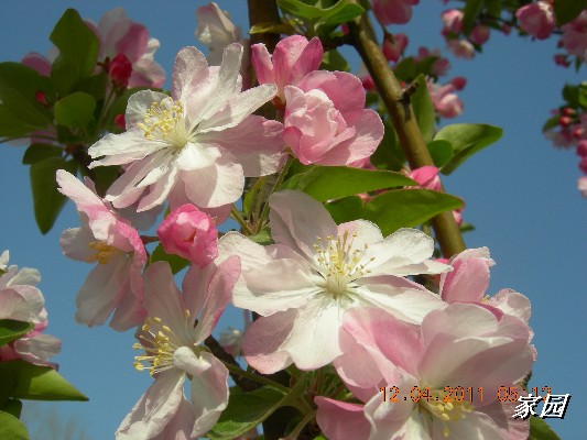 BigBull_天通苑公园花卉 051.jpg