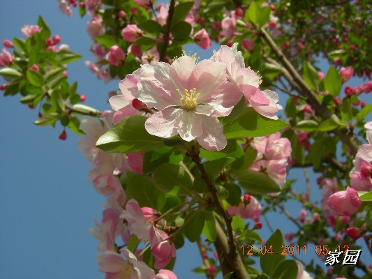 BigBull_天通苑公园花卉 052.jpg