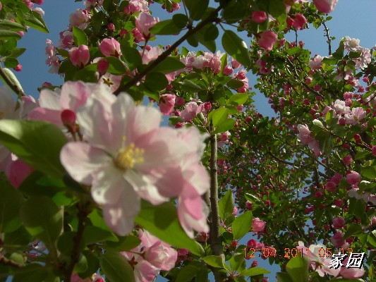 BigBull_天通苑公园花卉 053.jpg