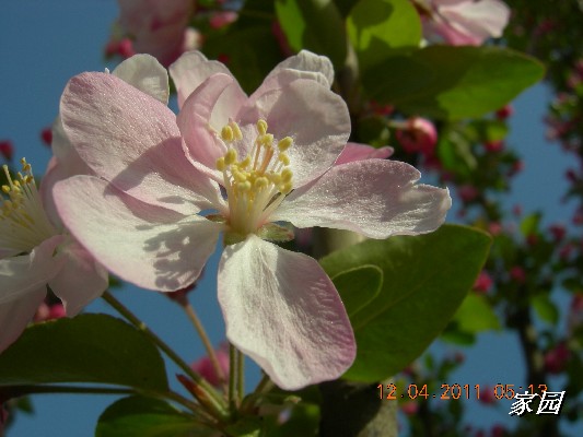 BigBull_天通苑公园花卉 054.jpg