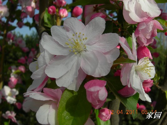 BigBull_天通苑公园花卉 056.jpg