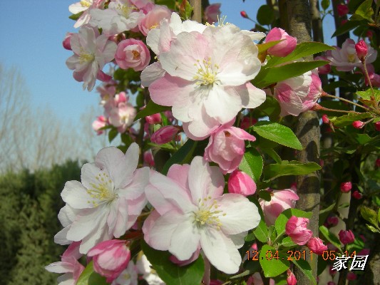 BigBull_天通苑公园花卉 057.jpg