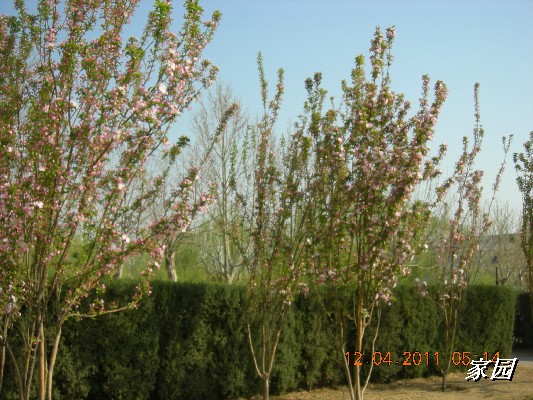 BigBull_天通苑公园花卉 058.jpg