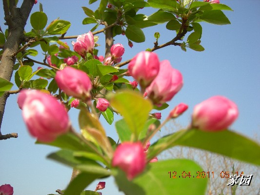 BigBull_天通苑公园花卉 059.jpg