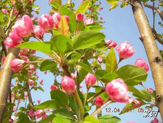 BigBull_天通苑公园花卉 060.jpg