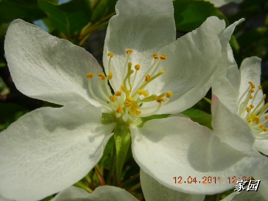 BigBull_天通苑公园花卉 113.jpg