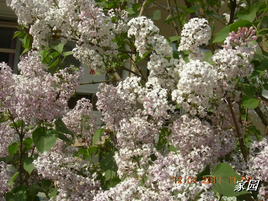 BigBull_天通苑公园花卉 100.jpg