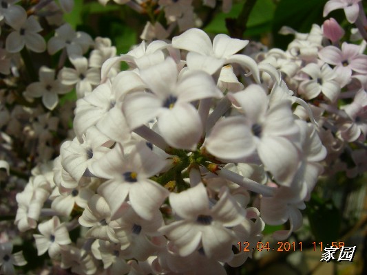 BigBull_天通苑公园花卉 102.jpg