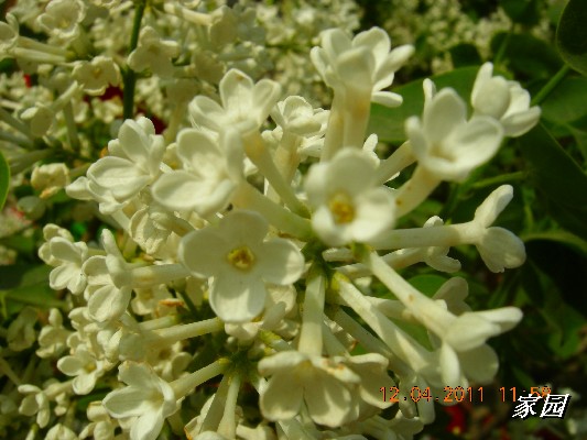 BigBull_天通苑公园花卉 103.jpg