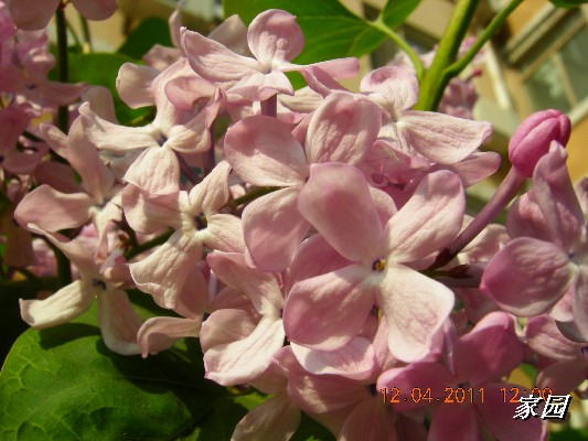 BigBull_天通苑公园花卉 104.jpg