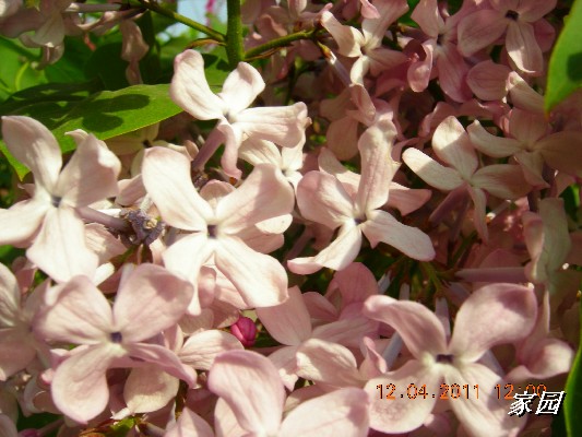 BigBull_天通苑公园花卉 105.jpg