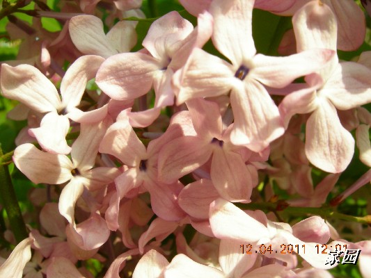 BigBull_天通苑公园花卉 106.jpg