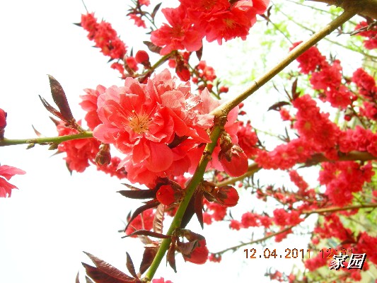 BigBull_天通苑公园花卉 107.jpg