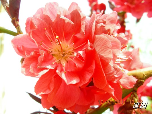 BigBull_天通苑公园花卉 108.jpg