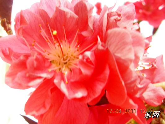 BigBull_天通苑公园花卉 109.jpg