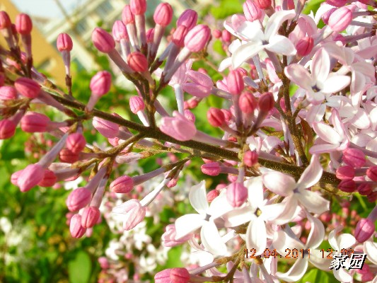 BigBull_天通苑公园花卉 110.jpg