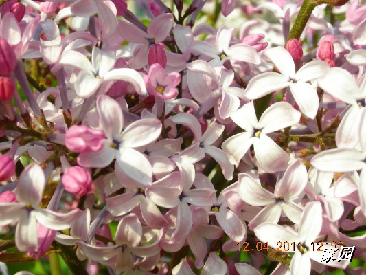 BigBull_天通苑公园花卉 111.jpg