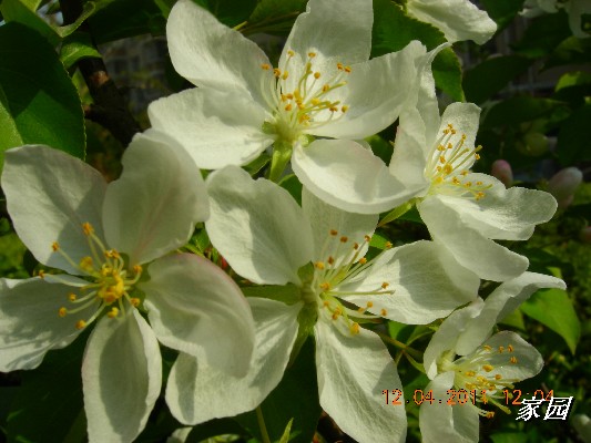 BigBull_天通苑公园花卉 112.jpg