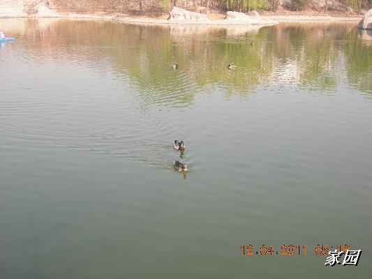 BigBull_天通苑公园花卉 066.jpg