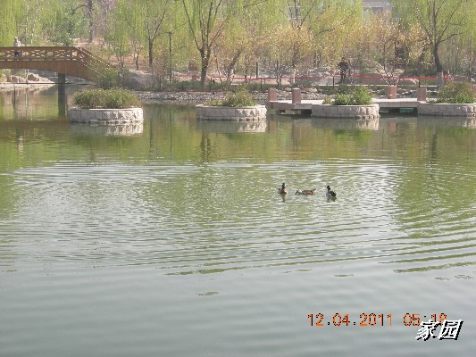 BigBull_天通苑公园花卉 067.jpg