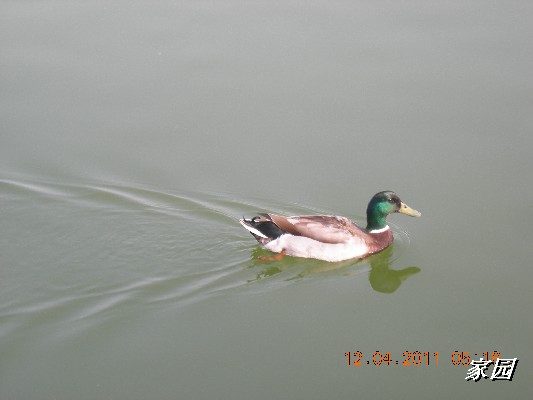 BigBull_天通苑公园花卉 068.jpg