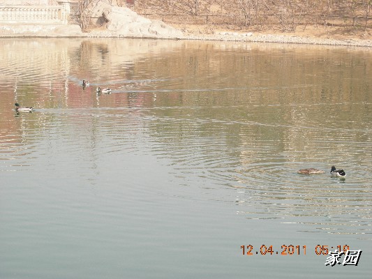 BigBull_天通苑公园花卉 069.jpg