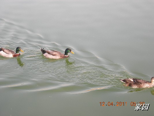 BigBull_天通苑公园花卉 070.jpg