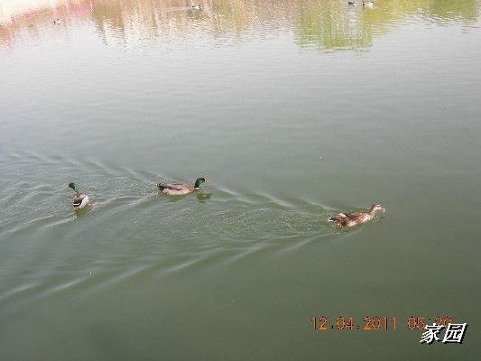 BigBull_天通苑公园花卉 071.jpg