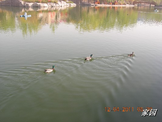 BigBull_天通苑公园花卉 072.jpg